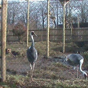 white-naped cranes 200211