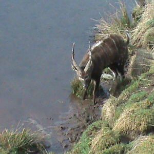 sitatunga 200211