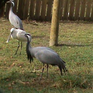 demoiselle crane and eurasian spoonbill 200211
