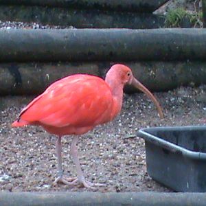 scarlet ibis 200211