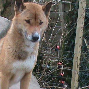 new guinea singing dog 200211