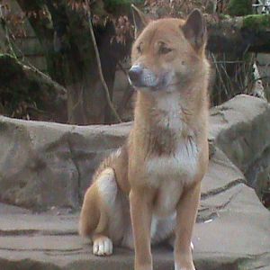 new guinea singing dog 200211