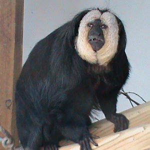 white-faced saki 200211