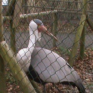 wattled crane 200211