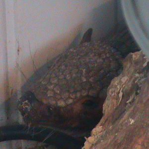 big hairy armadillo 200211