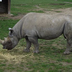 black rhinoceros 060311