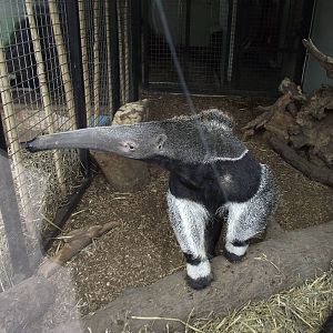 giant anteater 060311
