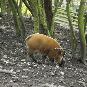 red river hog 060311