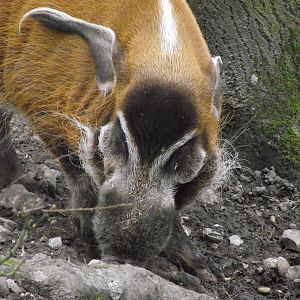 red river hog 060311