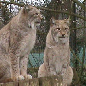 northern lynx 060311