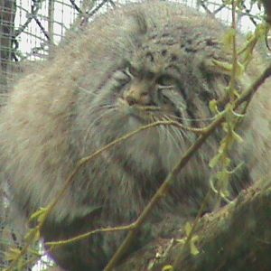 pallas' cat 060311