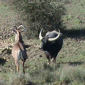roan antelope and asiatic water buffalo 070311