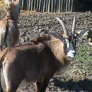 roan antelope 070311
