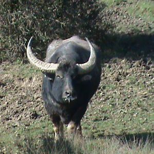 asiatic water buffalo 070311