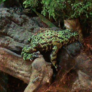 oriental fire-bellied toad 070311