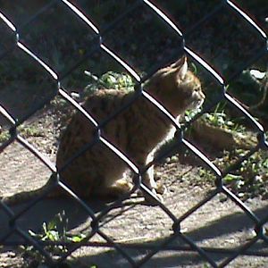 indian desert cat 070311