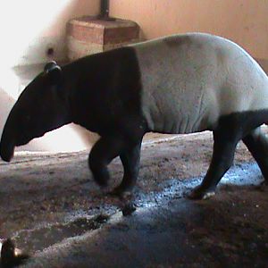 malayan tapir 070311