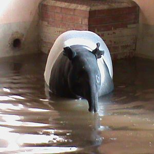 malayan tapir 070311