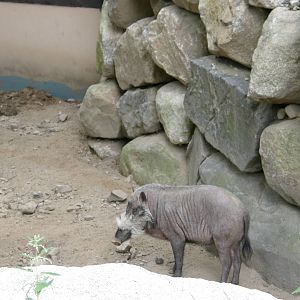 Southwick Zoo 82008 010