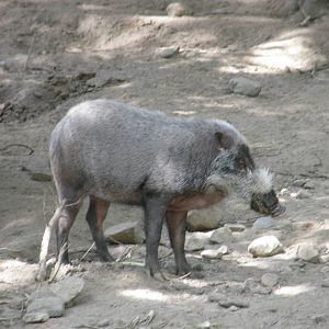 Southwick Zoo 82008 139