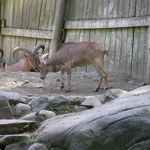 Southwick Zoo 82008 194