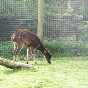 Philippine Spotted Deer at Blackbrook 29/04/11