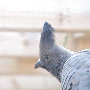 White-bellied Go-Away-Bird at Blackbrook 29/04/11