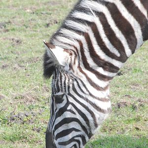 Damara (Burchell's) Zebra at Blackbrook 29/04/11