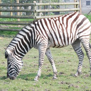 Damara (Burchell's) Zebra at Blackbrook 29/04/11