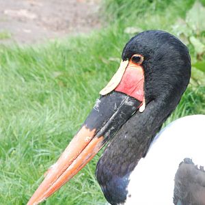 Saddle-billed Stork at Blackbrook 29/04/11