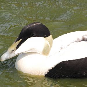 Faroe Eider at Blackbrook 29/04/11
