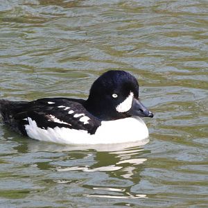 Barrow's Goldeneye at Blackbrook 29/04/11