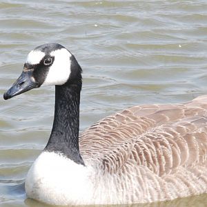 Giant Canada Goose at Blackbrook 29/04/11