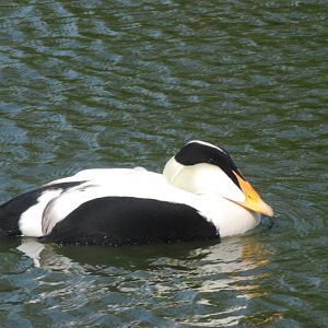 Pacific Eider at Blackbrook 29/04/11