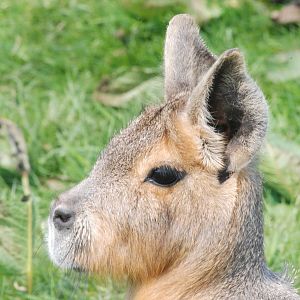 Patagonian Mara at Blackbrook 29/04/11