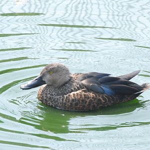 Cape Shoveler at Blackbrook 29/04/11