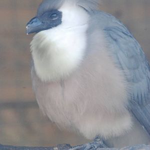 Bare-faced Go-Away-Bird at Blackbrook 29/04/11