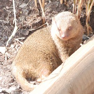 Common Dwarf Mongoose at Blackbrook 29/04/11
