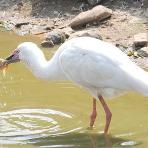 African Spoonbill at Blackbrook 29/04/11