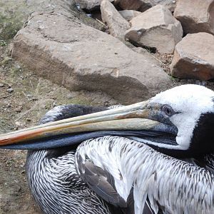 Peruvian Pelican at Blackbrook 29/04/11