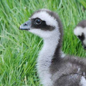 Cape Barren/Cereopsis Goose Gosling at Blackbrook 29/04/11