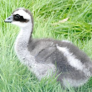 Cape Barren/Cereopsis Goose Gosling at Blackbrook 29/04/11