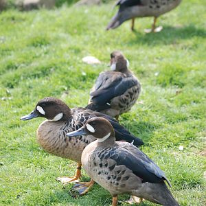 Bronze-winged Ducks at Blackbrook 29/04/11