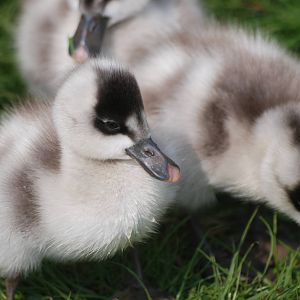 Coscoroba Swan Cygnets at Blackbrook 29/04/11