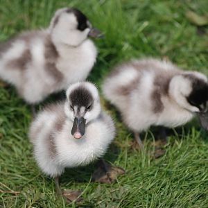 Coscoroba Swan Cygnets at Blackbrook 29/04/11