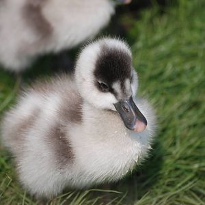 Coscoroba Swan Cygnets at Blackbrook 29/04/11