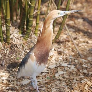 Javan Pond-Heron at Blackbrook 29/04/11