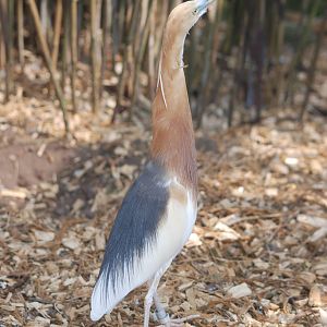 Javan Pond-Heron at Blackbrook 29/04/11