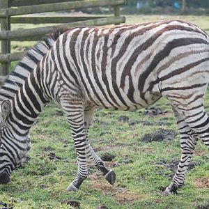 Damara (Burchell's) Zebra at Blackbrook 29/04/11