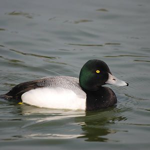 Greater Scaup at Blackbrook 29/04/11